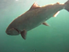 VIEW OUR NEW FISHING VIDEO INCLUDING UNDERWATER FOOTAGE